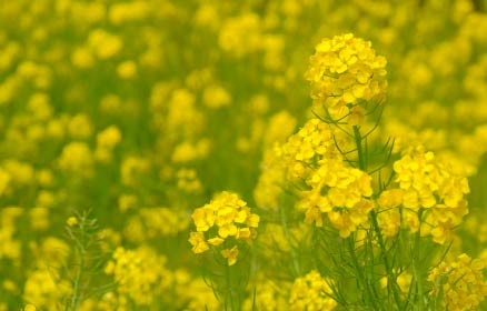 うれしいのどかな自然の息遣い